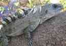 Utile schipobasta iguana